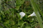 Hedge false bindweed